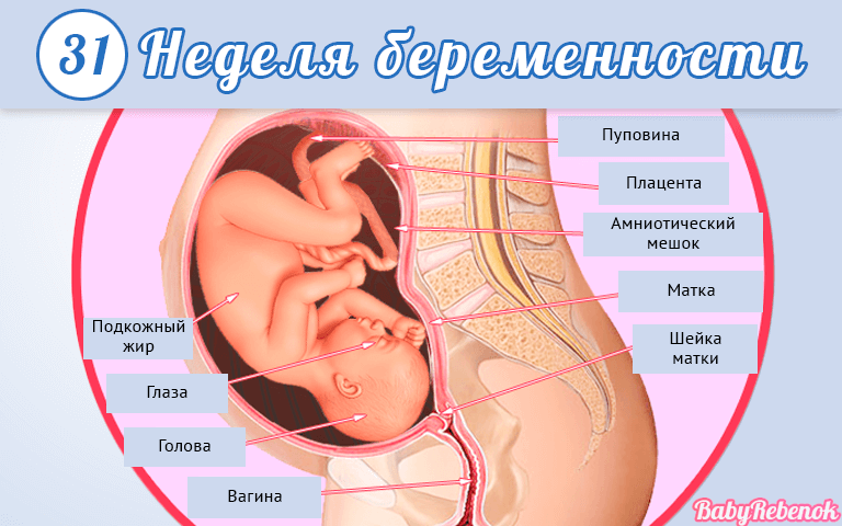 31 неделя беременности живот болит