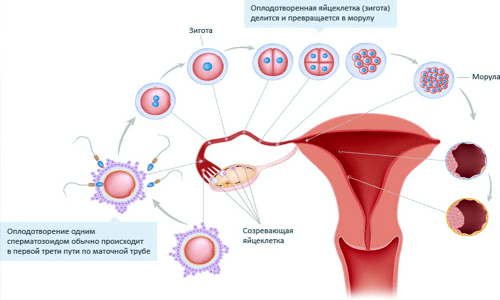 Менструальный цикл в гинекологии