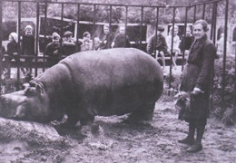 Блокадный бегемот и девочка читать