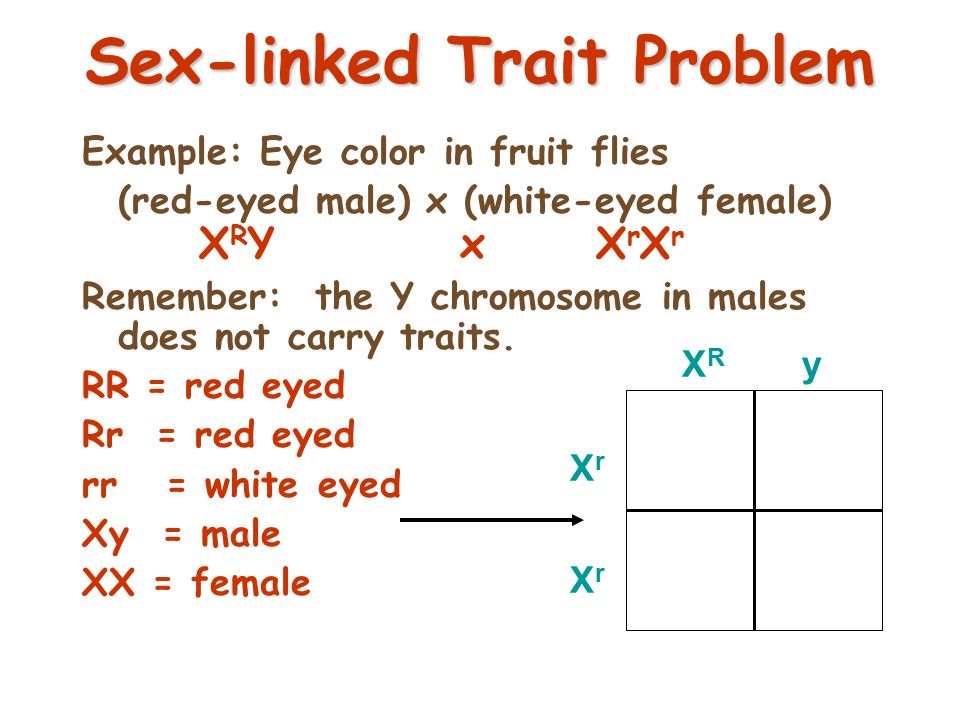 Sex Linked Traits Worksheet With Answer Key My Pdf Collection 2021