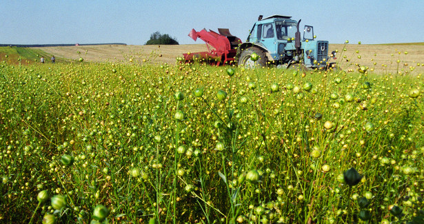 Площадь посевов льна-кудряша в Кабардино-Балкарии увеличили в 3,5 раза