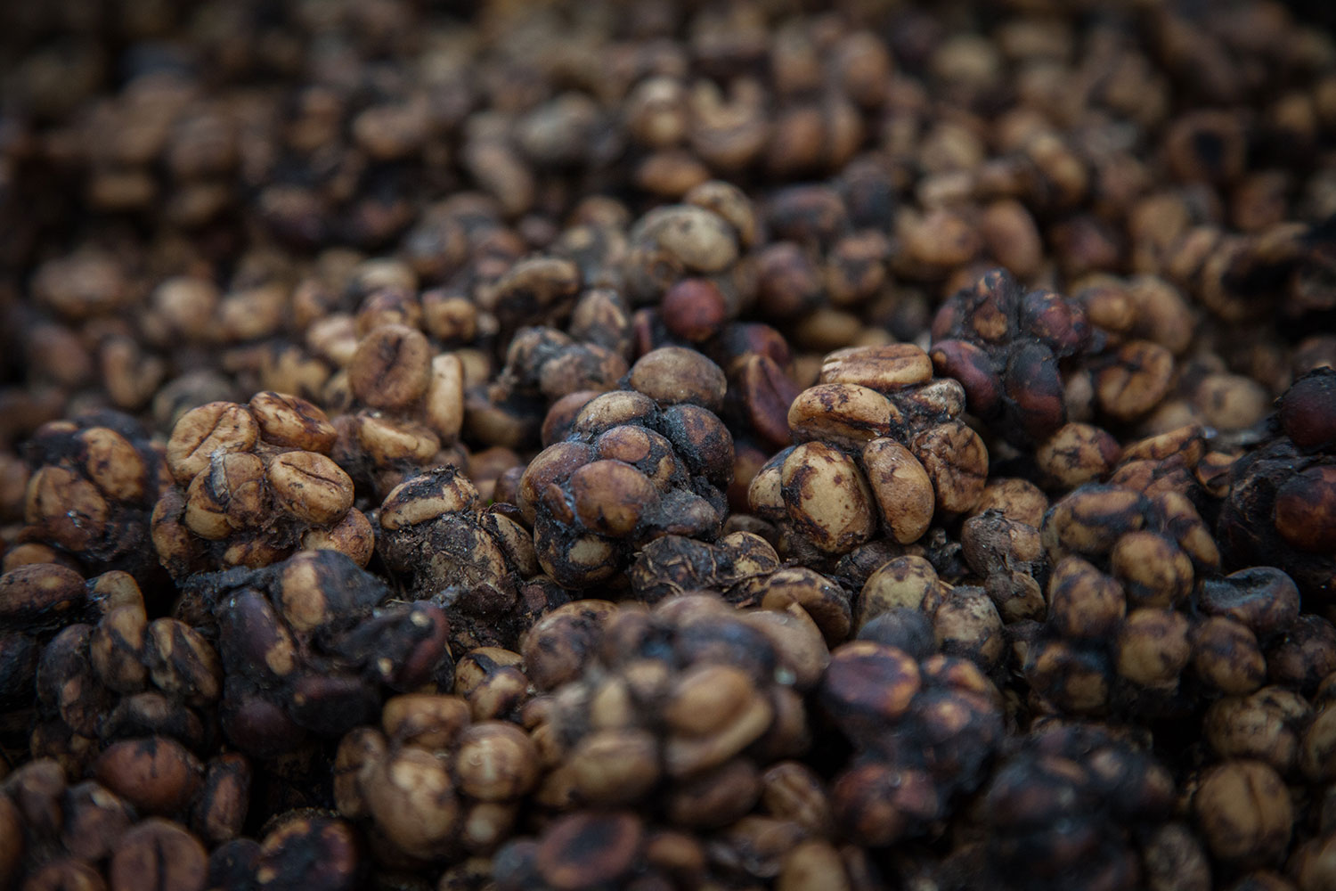 Самый дорогой кофе в мире цена. Копи Лювак кофе. Кофе Лювак Вьетнам. Мусанг кофе Лювак. Копи Лювак животное.