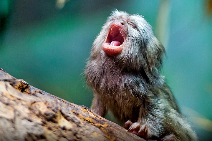 Почему так трудно научить обезьян говорить