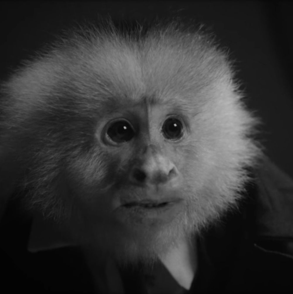 «Что сделал Джек?»: новый фильм Дэвида Линча, где он допрашивает обезьянку