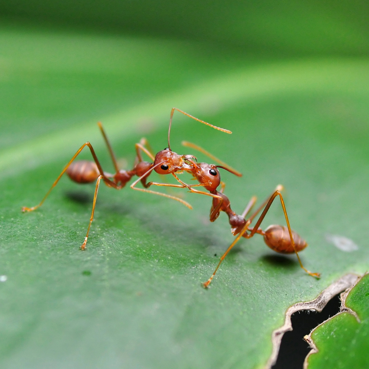 Порно видео муравьи в пизде