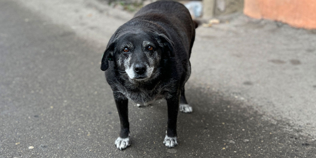 Шарообразная собака стала достопримечательностью Тбилиси и попала на гугл-карты