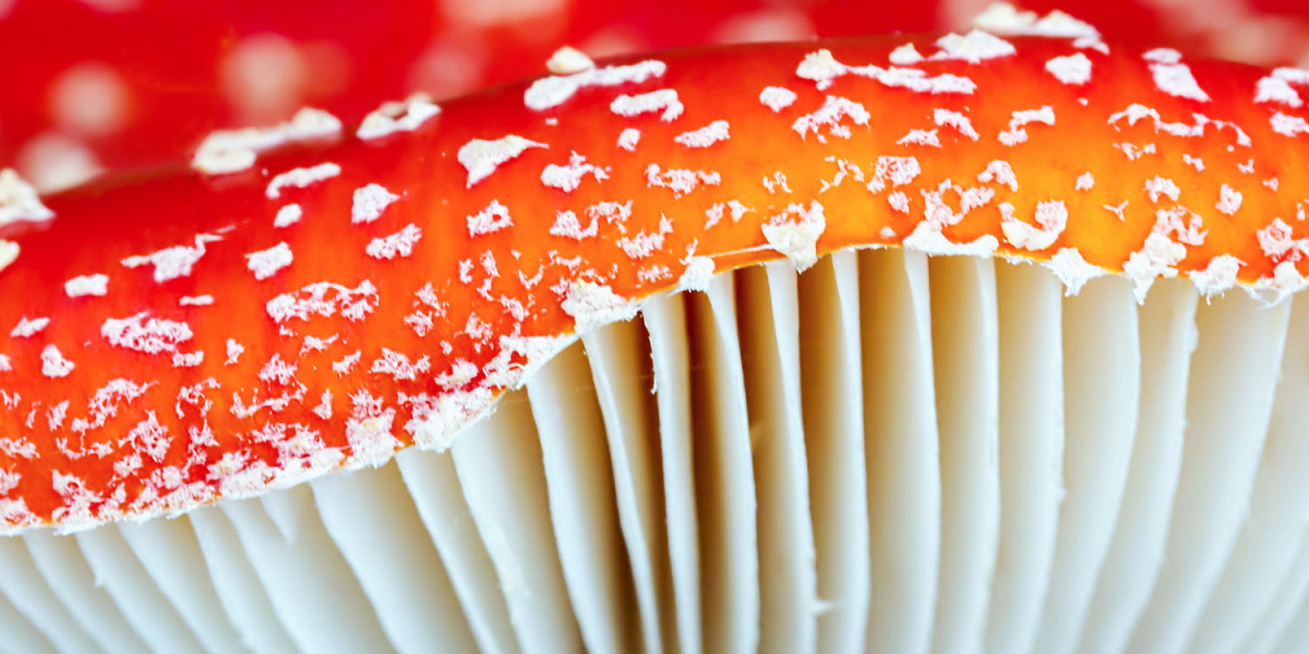 Все помешались на мухоморах: полезен и безопасен ли микродозинг красных грибов