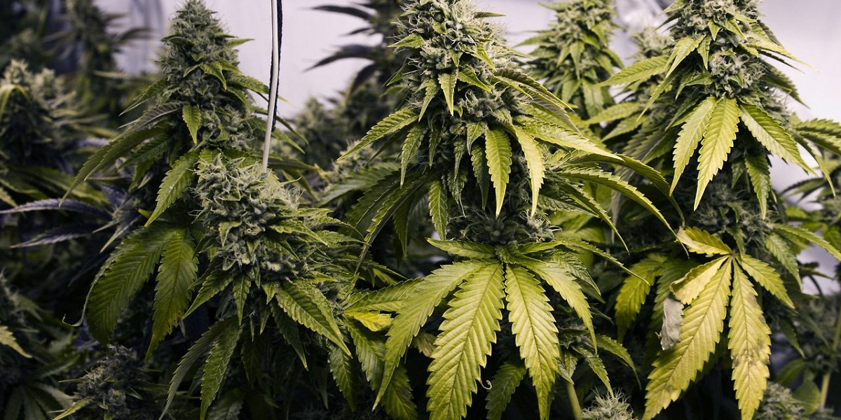 В грузии декриминализировали марихуану выращивание конопли методом гидропоник