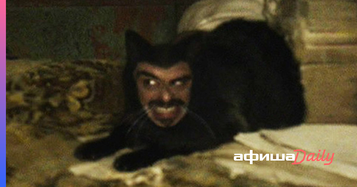 Кот оказался вампиром. Реальные упыри кот Дракула.
