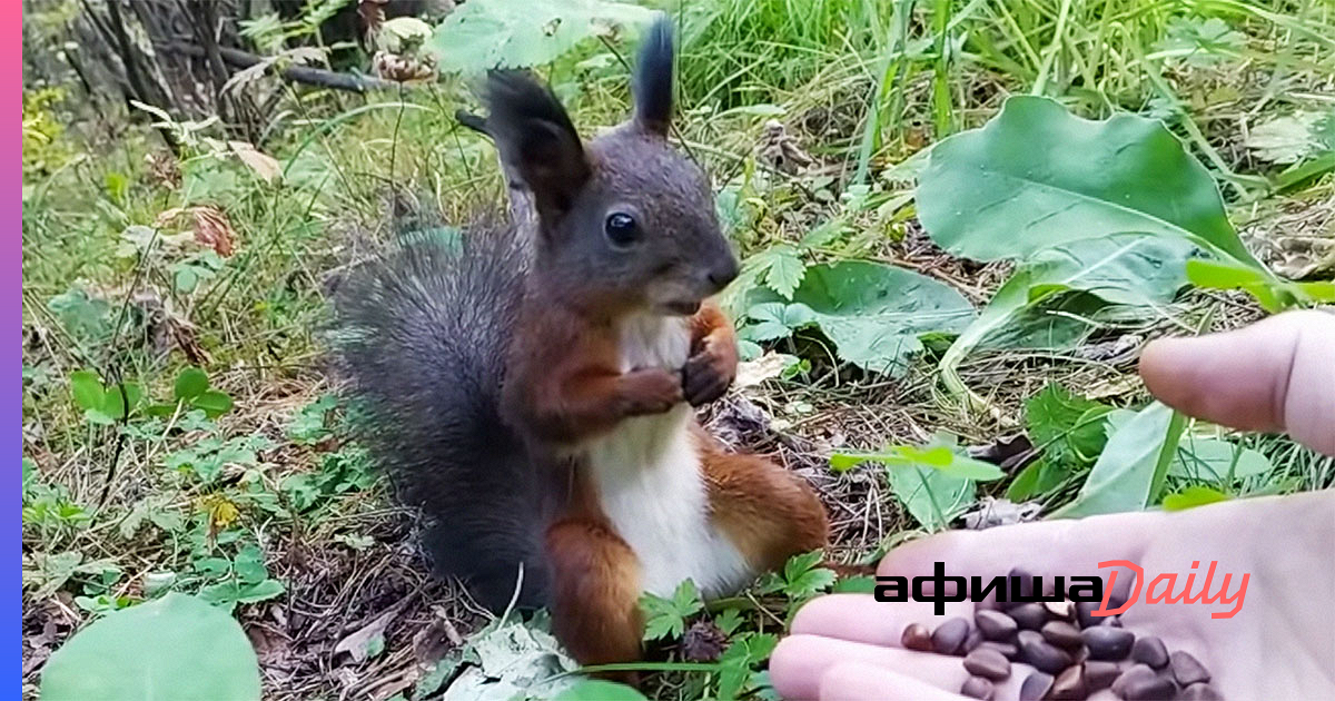 Видео застывшей белки: загадки и сенсации | Новости