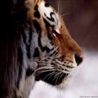 Фото Pavel Petrov