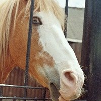 Фото Анри Труайя