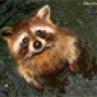 Фото Raccoon Sensible