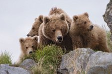 Земля медведей – афиша