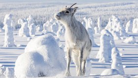 Приключения олененка / Aïlo: Une odyssée en Laponie