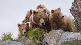 Земля медведей