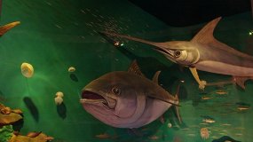 Жизнь Черного моря