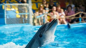 Шоу дельфинов и морских львов