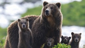 Медведи Камчатки. Начало жизни