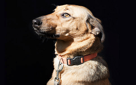 Собаки-помогаки: как работает пет-терапия