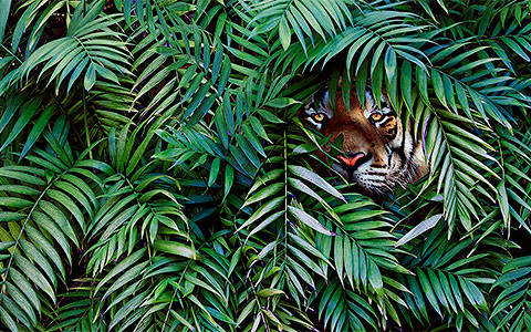 Кто дает деньги на тигров и выхухолей Всемирному фонду дикой природы