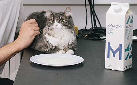 Кошка съела товар: дизайнеры и их коты оценивают модно упакованную сметану