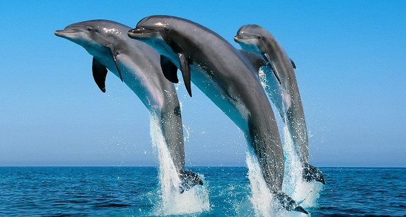 Фильмы про дельфинов, косаток и китов