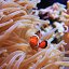 Океанариум — Морской аквариум на Чистых прудах