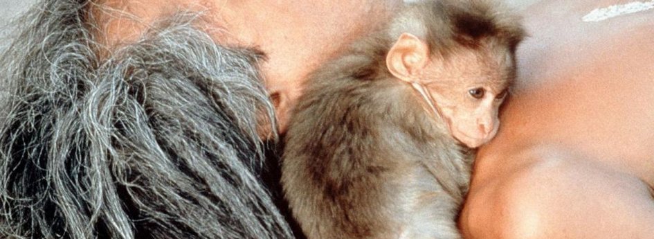 Фильм «Страна обезьян» Кино: «Страна обезьян»