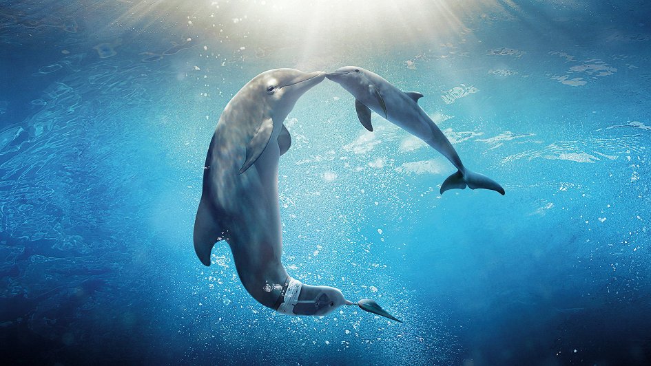 Детские фильмы про дельфинов смотреть онлайн бесплатно в хорошем качестве