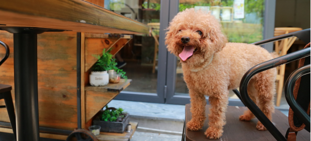 fitcher: Собачья жизнь: 10 дог-френдли ресторанов, куда можно прийти с собакой