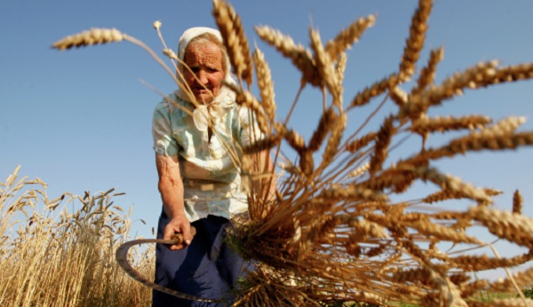 Россия отнимает рынок зерна у стран запада